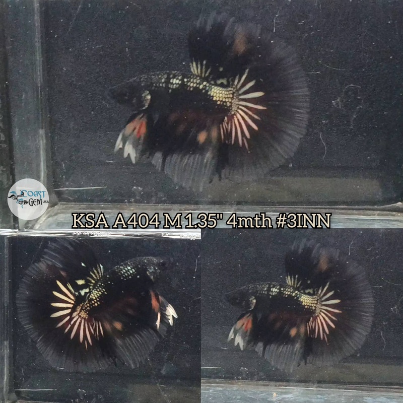 Live Male Betta Black gold warrior Halfmoon (KSA-A404) High quality what you see what you get!!