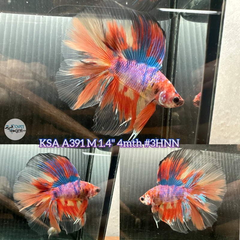 Live Male Betta Candy Doubletail Halfmoon (KSA-A391) High quality what you see what you get!!