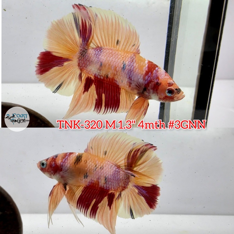 Live Male Betta Candy Nemo Doubletail Plakad (TNK-320) S061 High quality what you see what you get!!