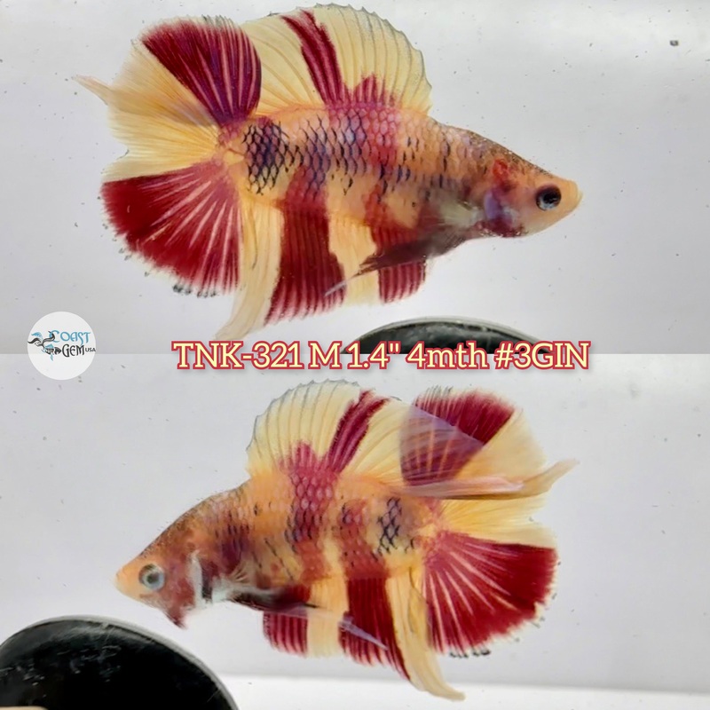 Live Male Betta Candy Nemo Doubletail Plakad (TNK-321) S070 High quality what you see what you get!!