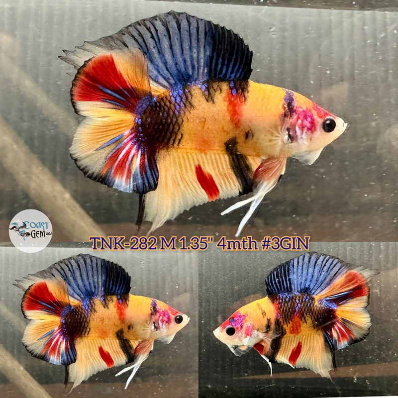 Live Male Betta Classic Nemo Doubletail Plakad (TNK-282) S040 High quality what you see what you get!!