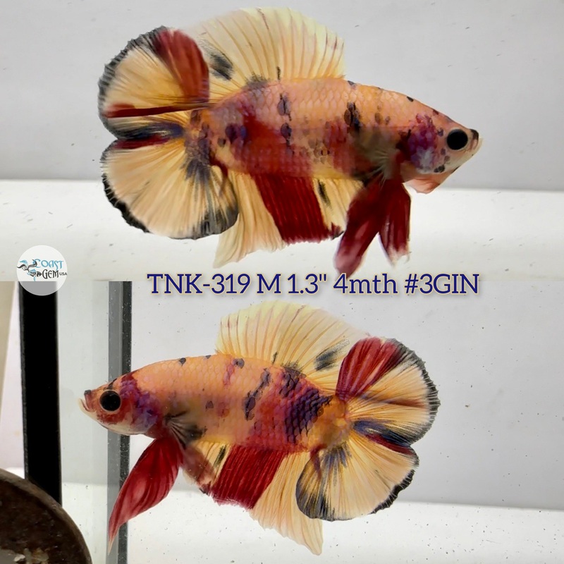 Live Male Betta Classic Nemo Doubletail Plakad (TNK-319)  S047 High quality what you see what you get!!