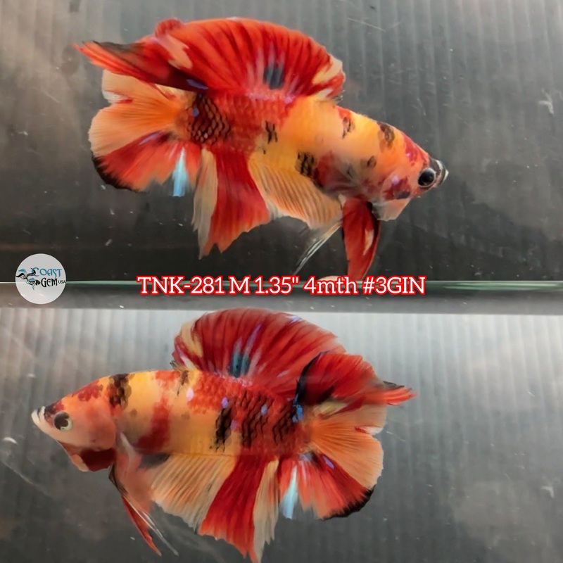 Live Male Betta Classic Nemo Koi Doubletail Plakad (TNK-281) S138 High quality what you see what you get!!