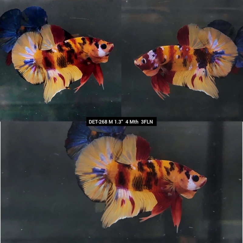 Live Male Betta Classic Nemo Plakat (DET-268)S255 High quality what you see what you get!!