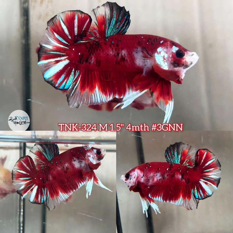 Live Male Betta Classic Red Koi Plakad (TNK-324)  S049 High quality what you see what you get!!