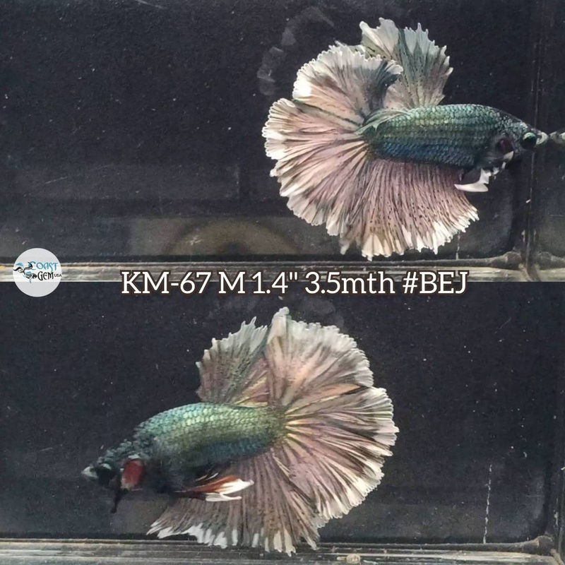 Live Male Betta Copper Dark tone Halfmoon (KM-67) S119 High quality what you see what you get!!