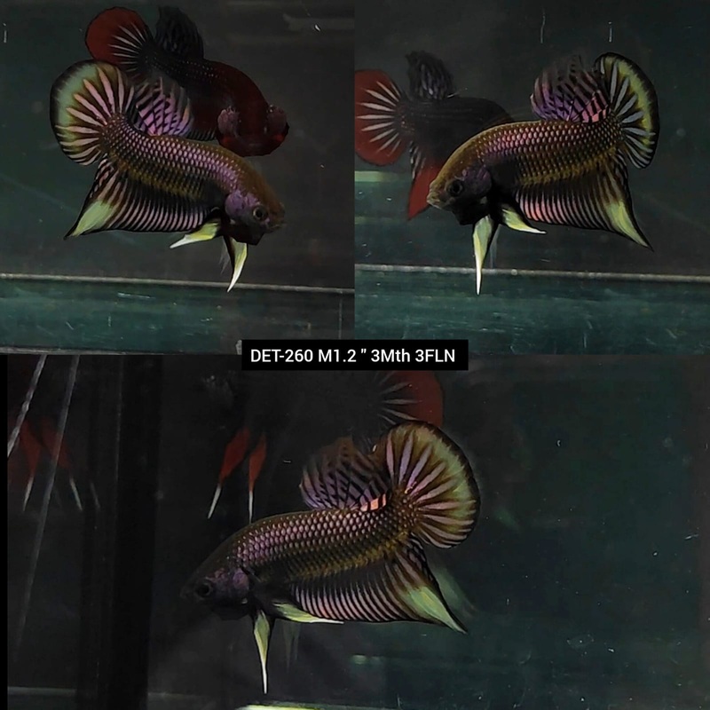 Live Male Betta Copper-yellow Imbellis Hybrid Wild Plakat (DET-260)S141 High quality what you see what you get!!