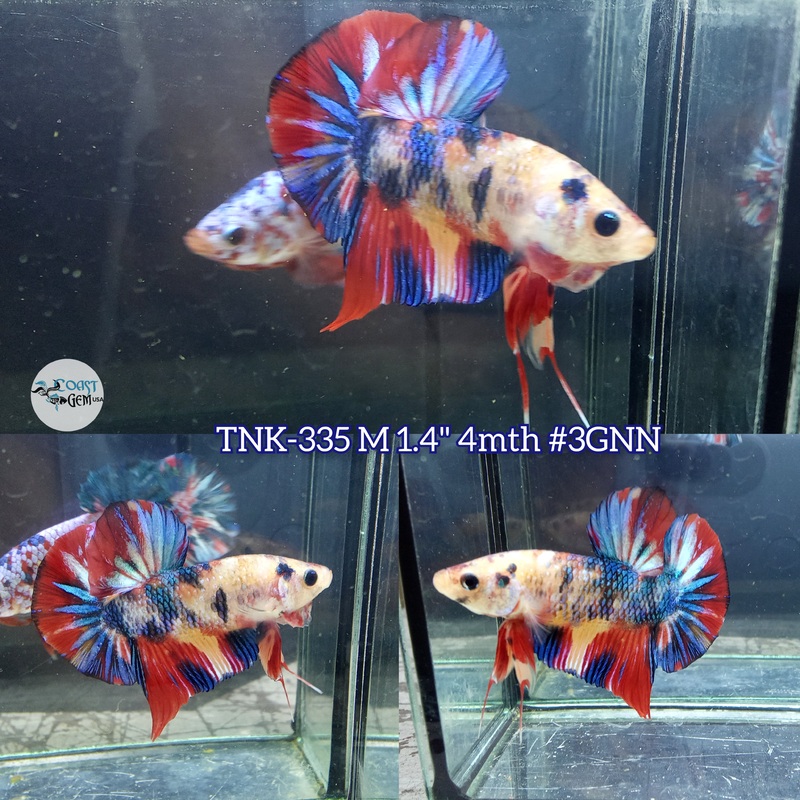Live Male Betta Fancy Koi Metallic Plakad (TNK-335) S052 High quality what you see what you get!!