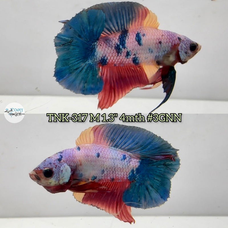 Live Male Betta Fancy Marble Doubletail Plakad (TNK-317) S059 High quality what you see what you get!!