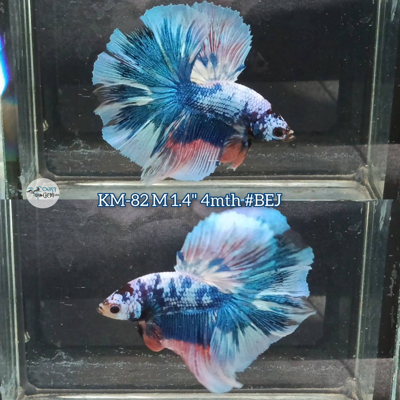 Live Male Betta Fancy Marble Halfmoon (KM-82)S196 High quality what you see what you get!!