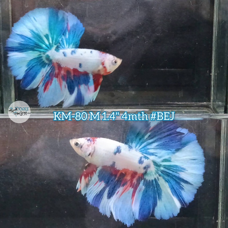 Live Male Betta Fancy Marble Halfmoon (KM-83) High quality what you see what you get!!