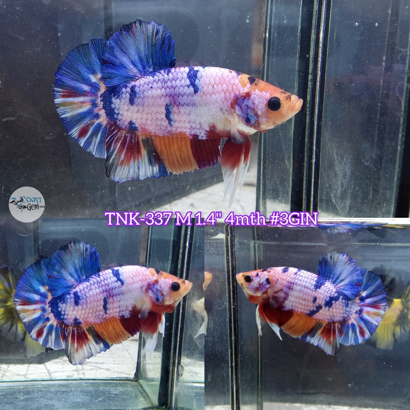 Live Male Betta Fancy Marble Plakad (TNK-337) S110 High quality what you see what you get!!