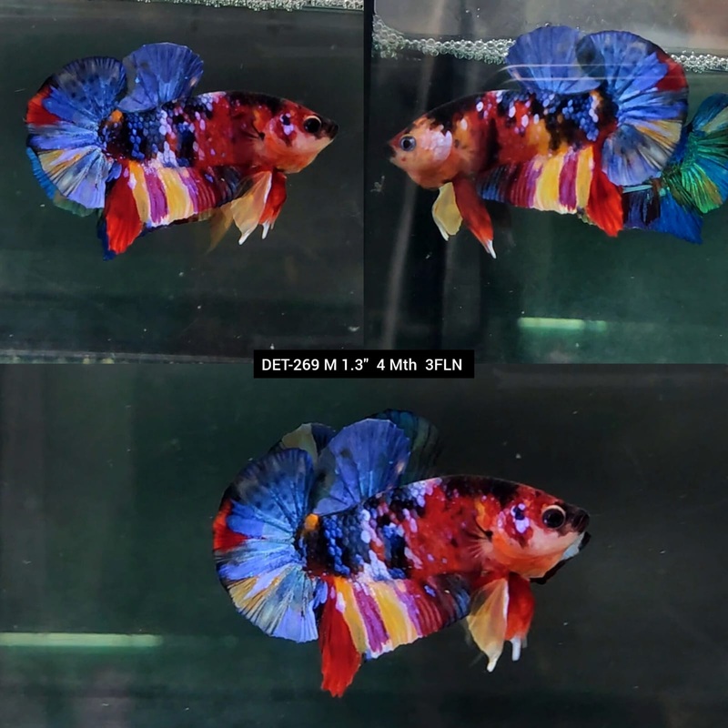 Live Male Betta Galaxy Koi Plakat (DET-269)S069 High quality what you see what you get!!