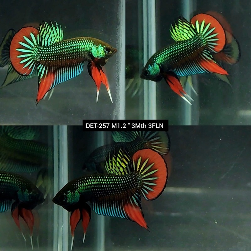 Live Male Betta Green-Red Imbellis Wild Plakat (DET-257)S254 High quality what you see what you get!!