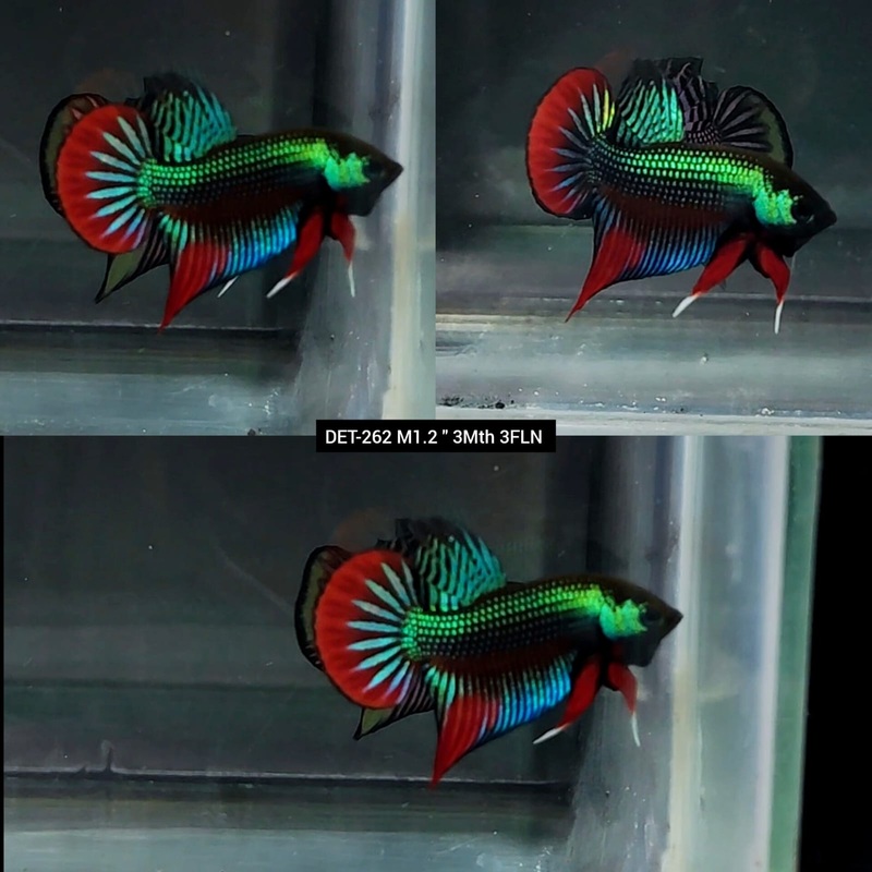 Live Male Betta Green-Red Imbellis Wild Plakat (DET-262) High quality what you see what you get!!