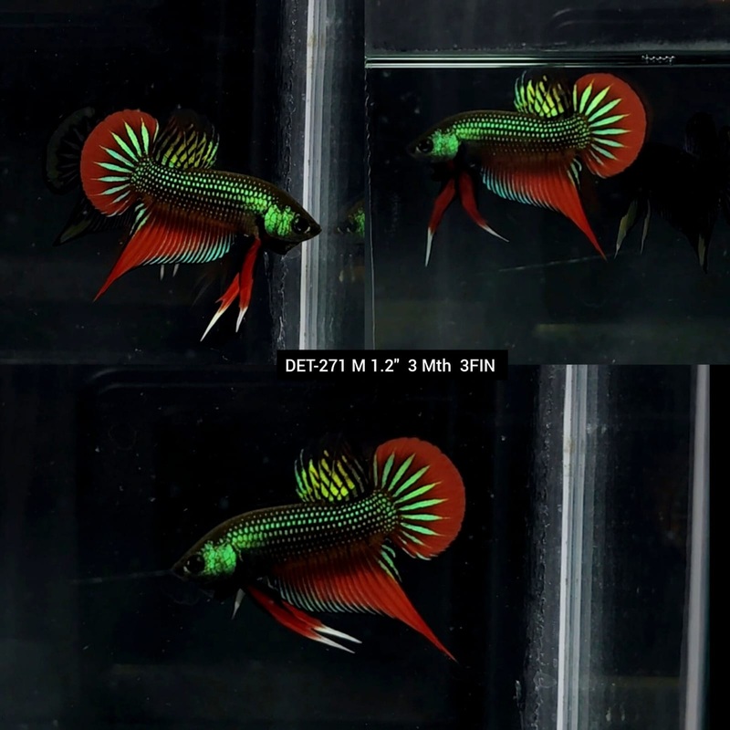 Live Male Betta Green-Red Original Imbellis Wild Plakad (DET-271)S256 High quality what you see what you get!!
