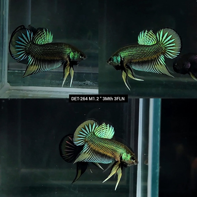 Live Male Betta Green-Yellow Imbellis Wild Plakat (DET-264)S071 High quality what you see what you get!!