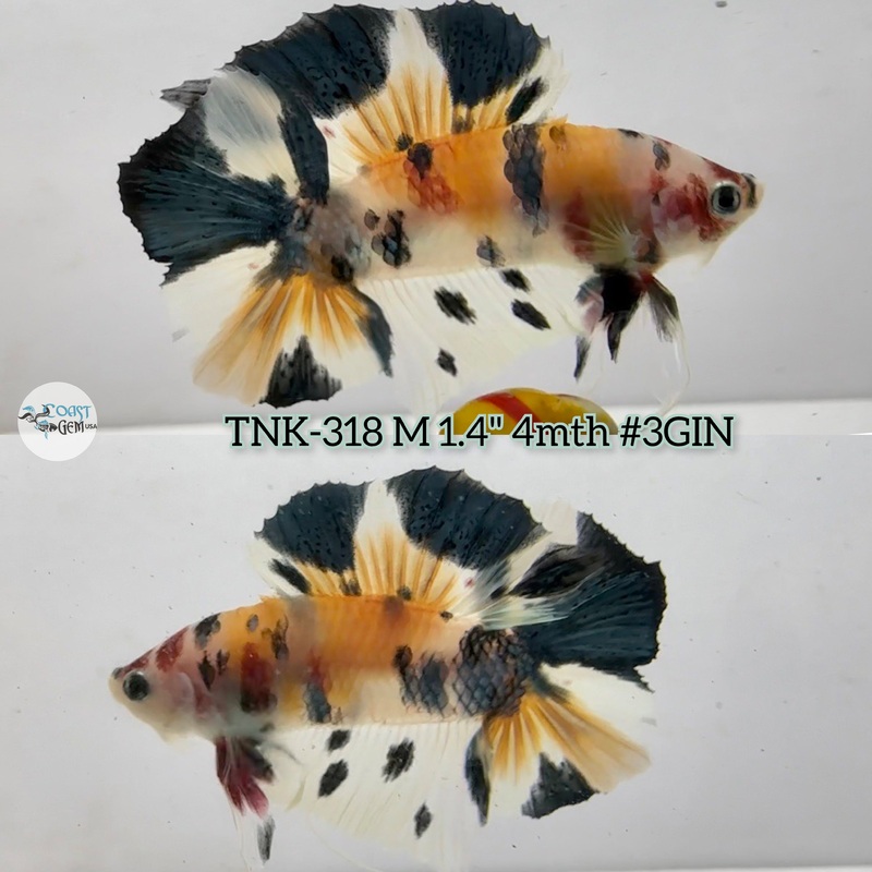 Live Male Betta Orange Black Koi Doubletail Plakad (TNK-318)  S268 High quality what you see what you get!!
