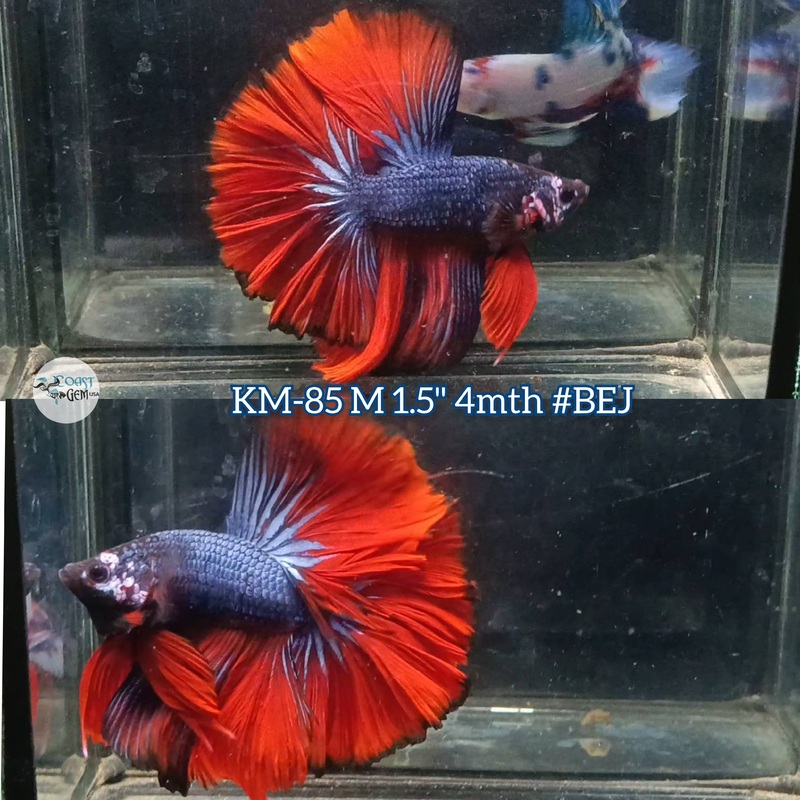 Live Male Betta Red Devil Halfmoon (KM-85)S190 High quality what you see what you get!!