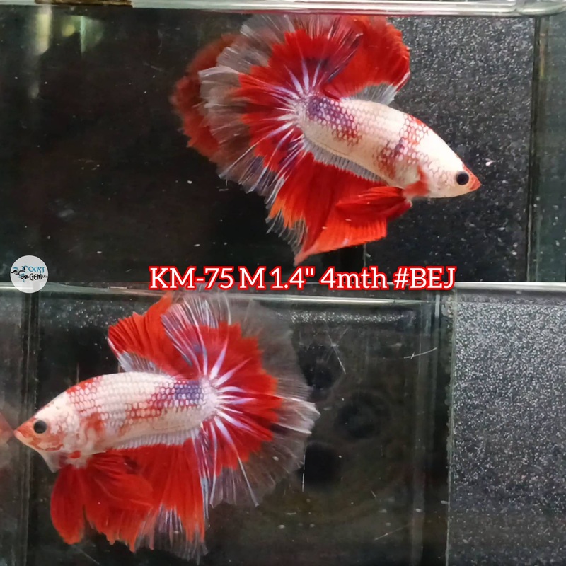 Live Male Betta Red Fancy Koi Halfmoon (KM-75)S214 High quality what you see what you get!!