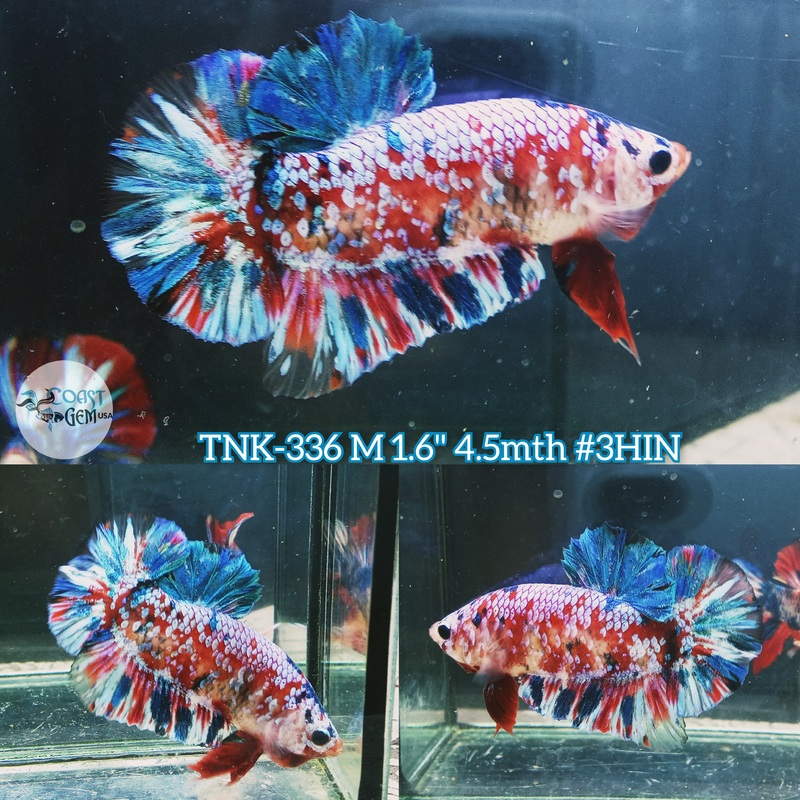 Live Male Betta Red Galaxy Stardust Plakad (TNK-336) High quality what you see what you get!!