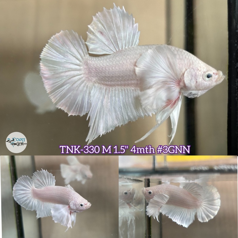 Live Male Betta White Platinum Dumbo Big ear Plakad (TNK-330)  S288 High quality what you see what you get!!