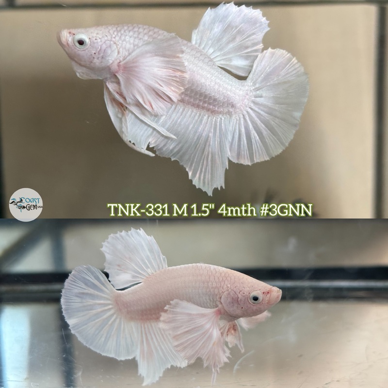 Live Male Betta White Platinum Dumbo Big ear Plakad (TNK-331) S269 High quality what you see what you get!!