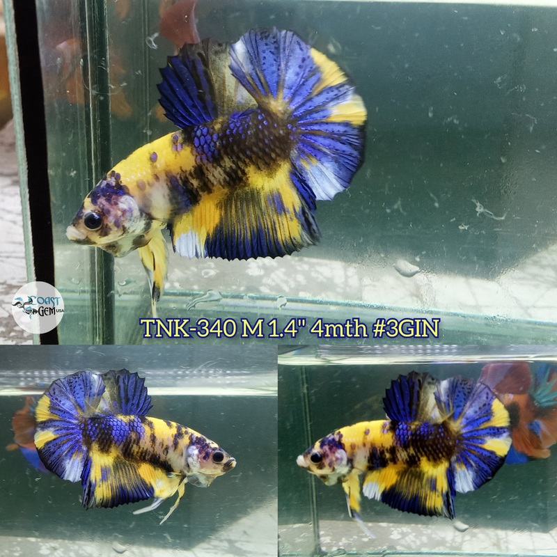Live Male Betta Yellow Koi Metallic Plakad (TNK-340) S048 High quality what you see what you get!!