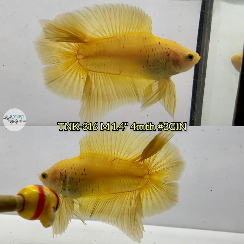 Live Male Betta Yellow Solid color Doubletail Plakad (TNK-316) S058 High quality what you see what you get!!