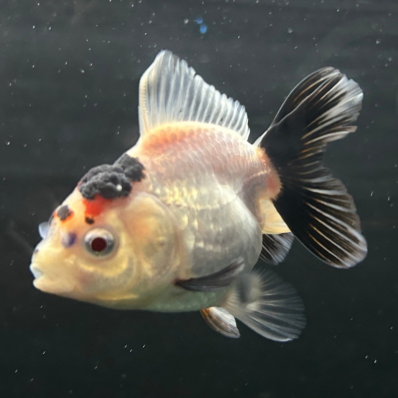 Live Premium Fancy Goldfish Oranda Panda 2.00" body Female (JC-111) R4B04