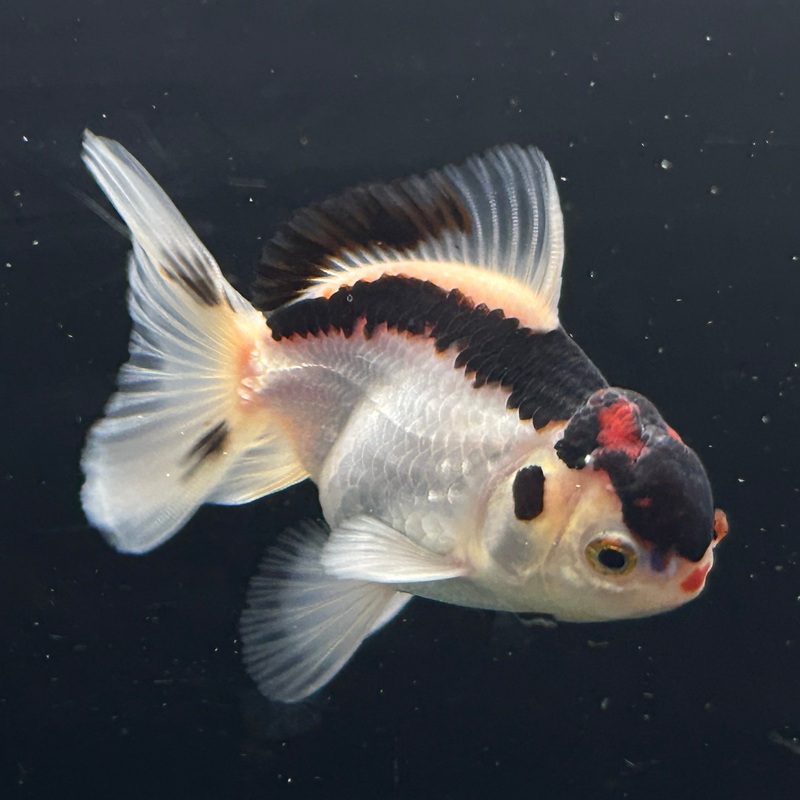 Live Premium Fancy Goldfish Oranda Panda 2.00 body Male (JC-108) R4B04