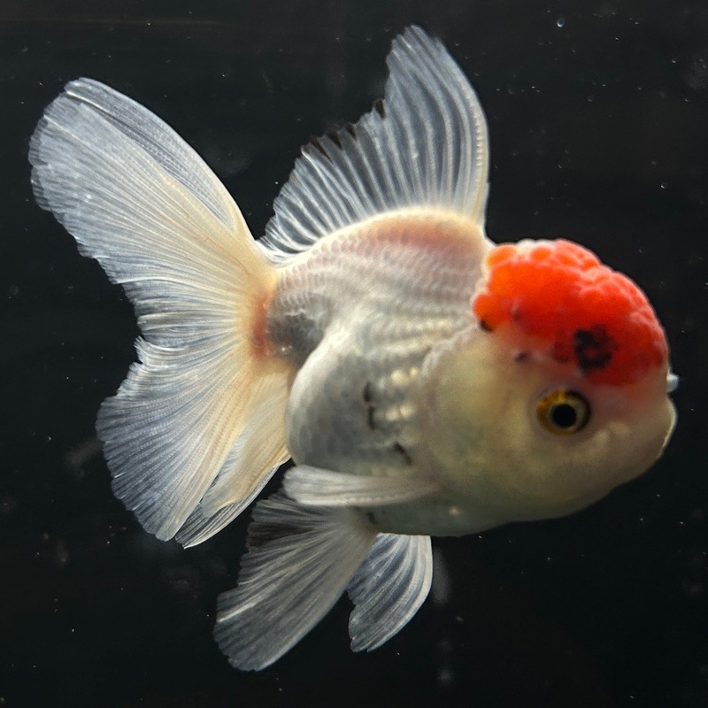 Live Premium Fancy Goldfish Oranda Panda 2.00" body Male (JC-110) R4B07