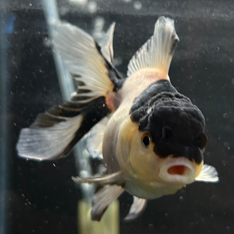 Live Premium Fancy Goldfish Oranda Panda 2.5 body Female (JC-101)R4C03