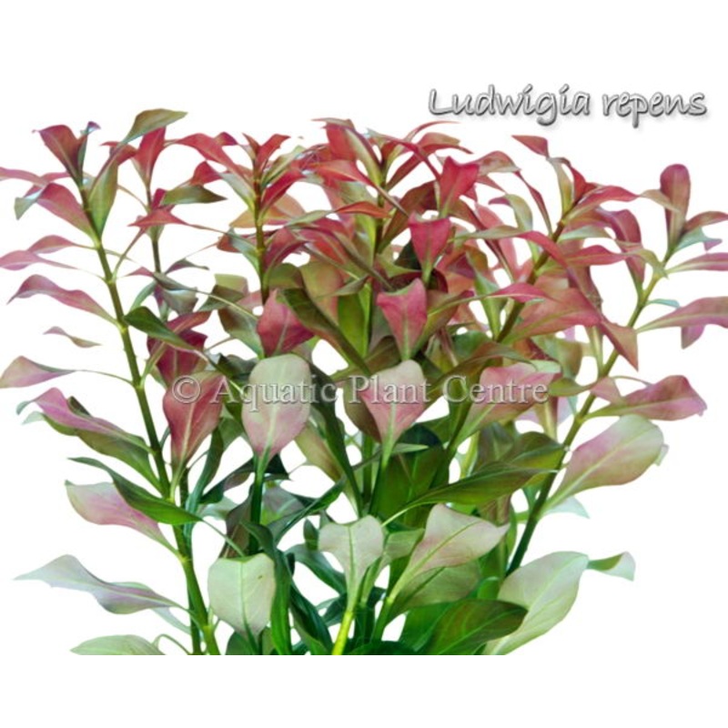 Ludwigia Repens Bunch