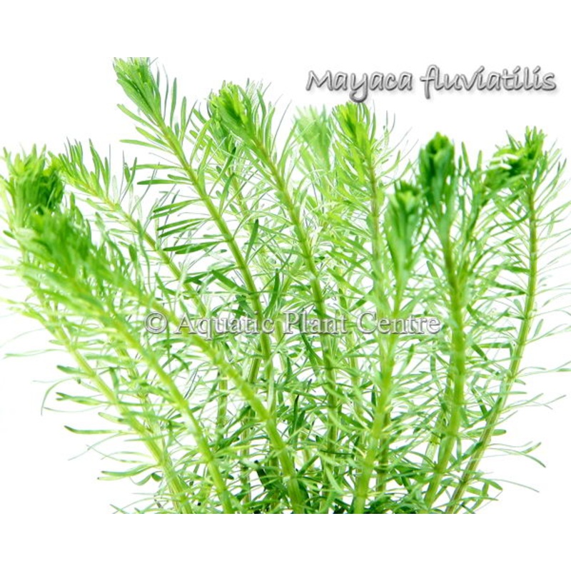 Mayaca Fluviatilis/Stream Bogmoss POT