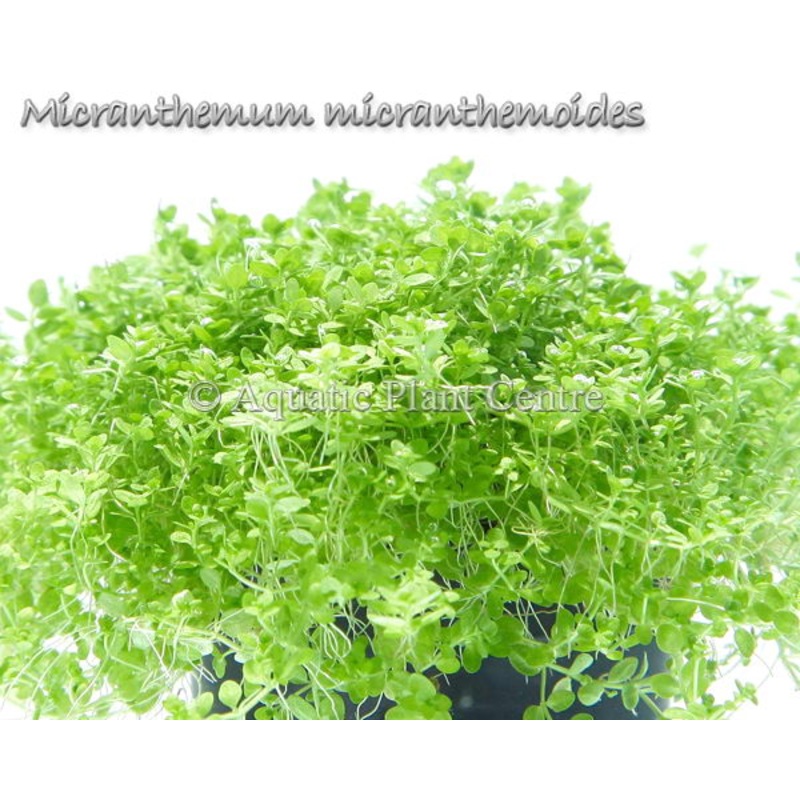 Micranthemum micranthemoides / Pearl Weed Pot