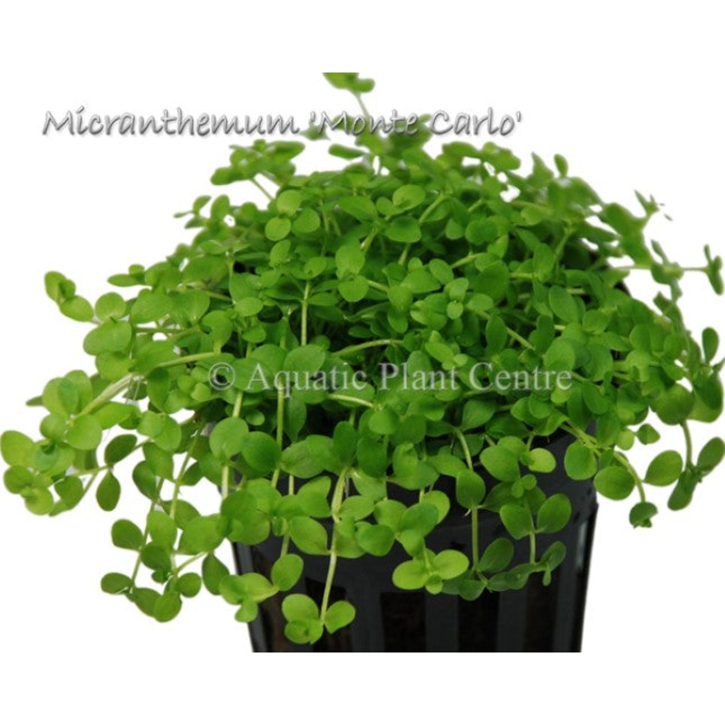 Micranthemum 'Monte Carlo' BUNCH