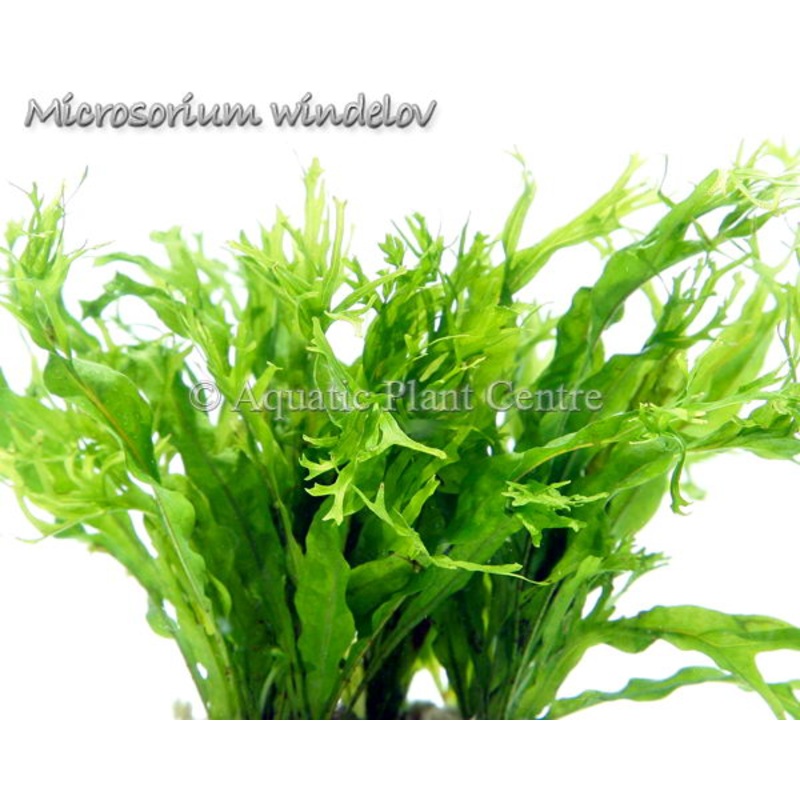 Microsorium Windelov POT