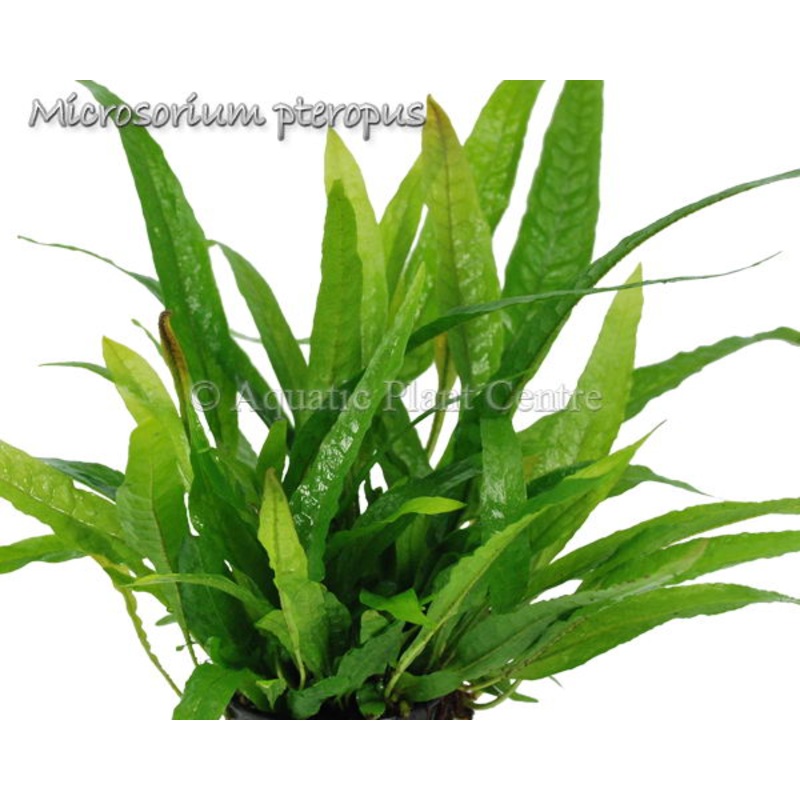 Microsorum Pteropus Java Fern - POT