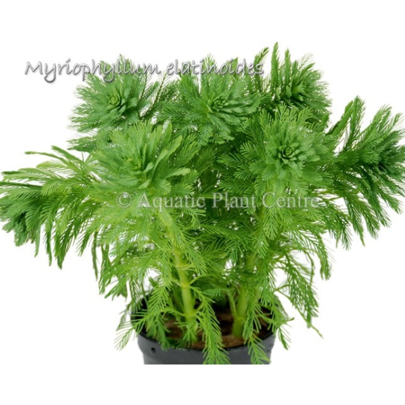Myriophyllum Elatinoides BUNCH
