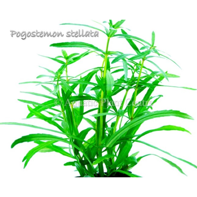 Pogostemon Stellata Octopus BUNCH