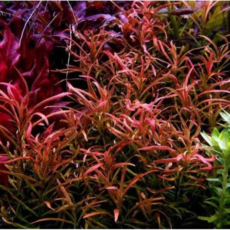Rotala Red Cross Bunch
