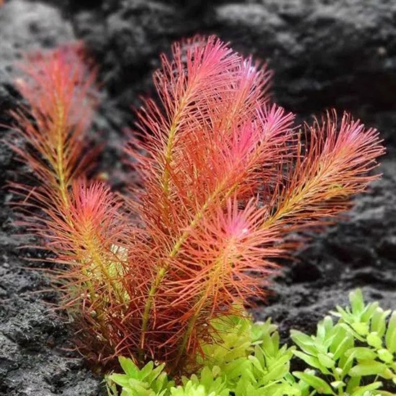 Rotala Wallichii - Bunch