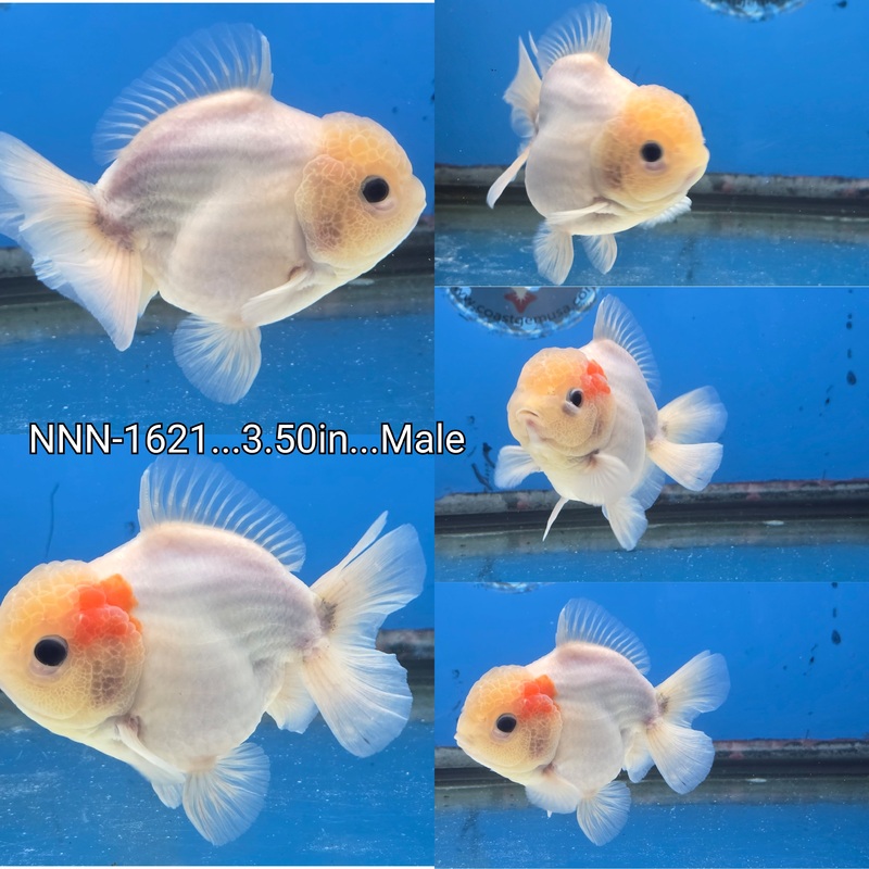 Thai Button Eye Sakura Yuanbao Oranda 3.50 inch Body Male (NNN-1621)R1B12