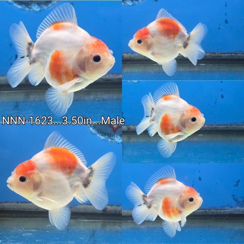 Thai Button Eye Sakura Yuanbao Oranda 3.50 inch Body Male (NNN-1623)R1B12