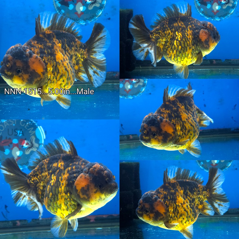 Thai Jumbo Red Tiger Yuanbao Oranda 5.00 inch Body Male by NK Thailand (NNN-1515)SHOWTANK