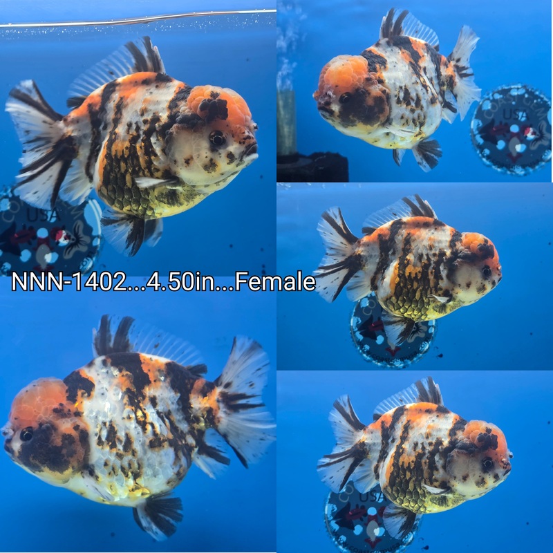 Thai Jumbo Tiger Calico Yuanbao Oranda 4.50 inch Body Female (NNN-1402)SHOWTANK