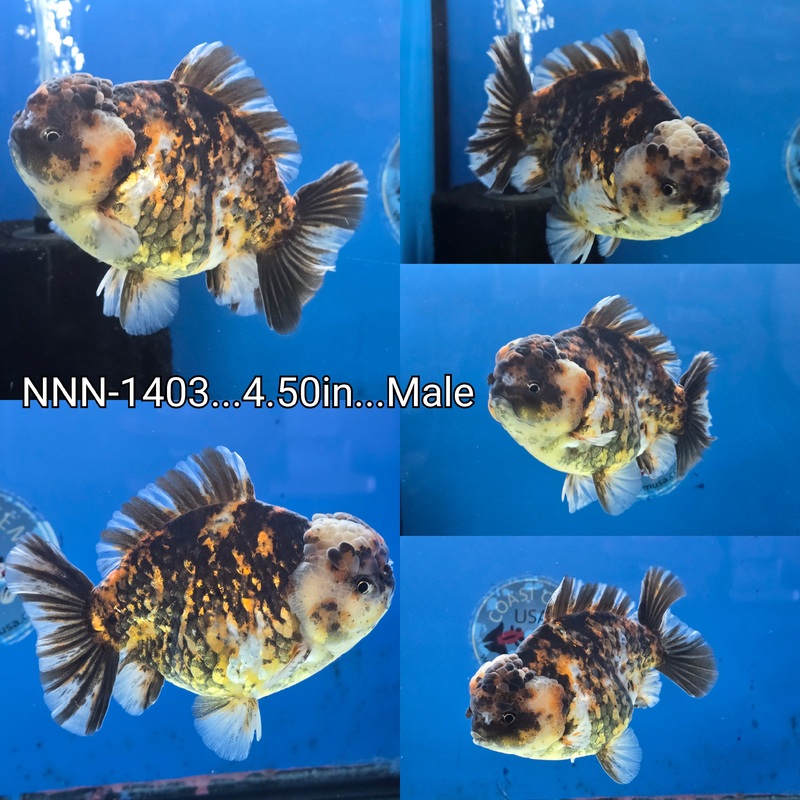 Thai Jumbo Tiger Calico Yuanbao Oranda 4.50 inch Body Male (NNN-1403)SHOWTANK