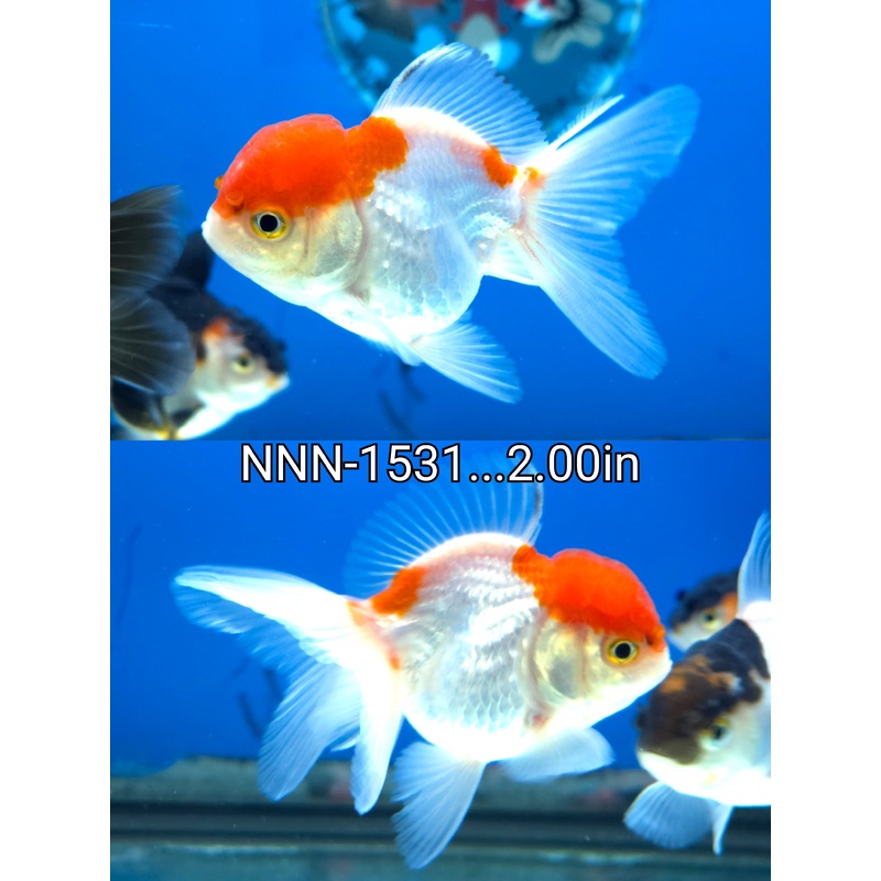 Thai Junior Premium Oranda 2.00 inch Body (NNN-1531)R4B01