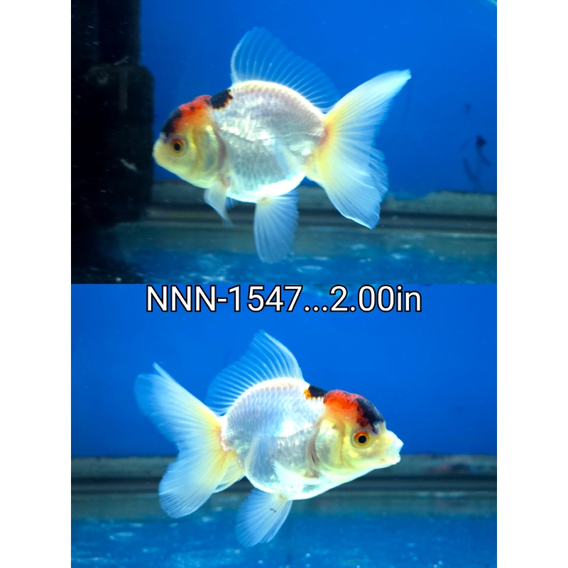 Thai Junior Premium Oranda 2.00 inch Body (NNN-1547)R4B07